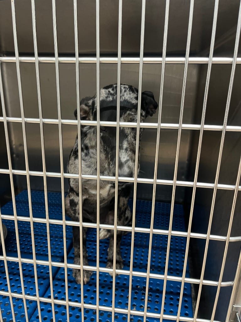 Photo of Bandit, adoptable Catahoula Leopard Dog in Nacogdoches, Texas