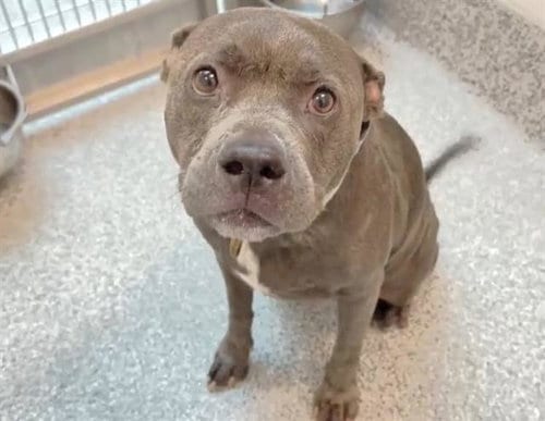 Photo of Kalleah, adoptable Pit Bull Terrier in Houston, Texas