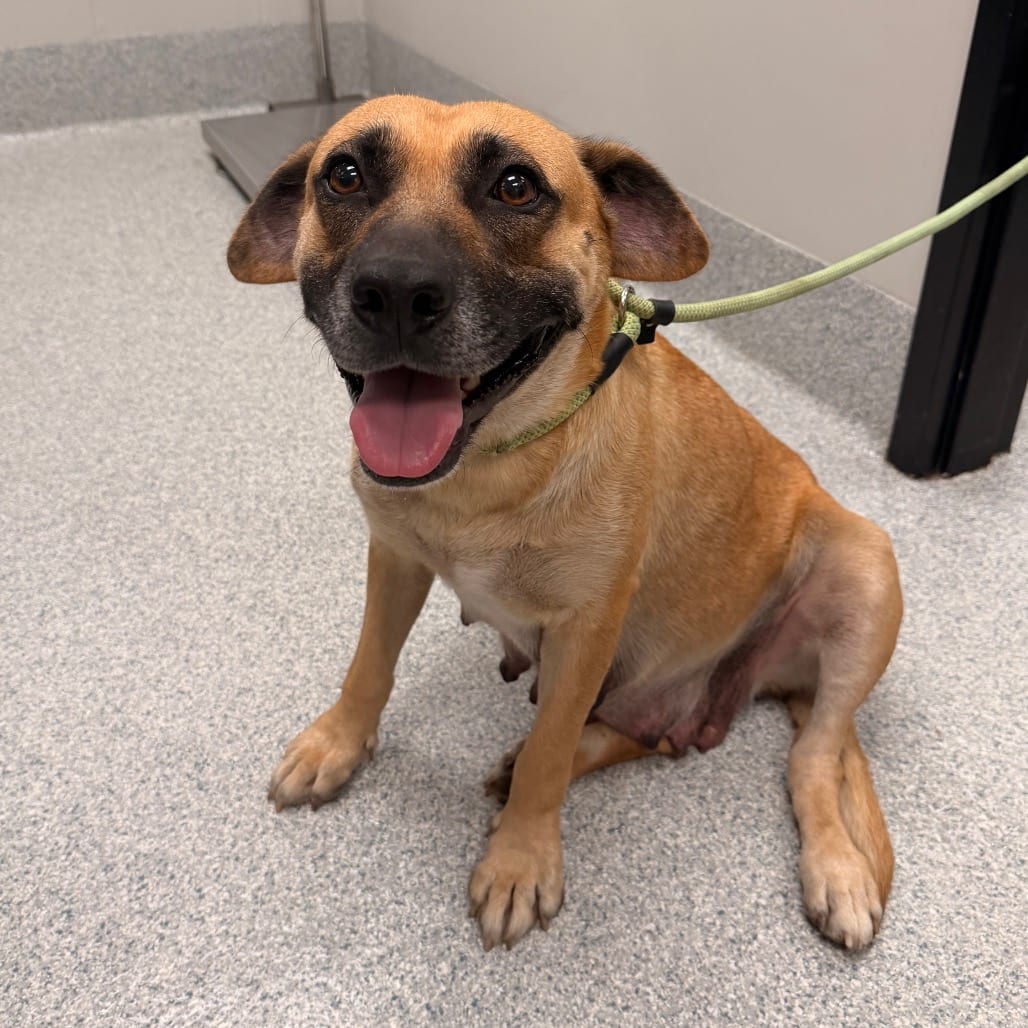Photo of Nessy, adoptable Shepherd / Mix in Spartanburg, South Carolina