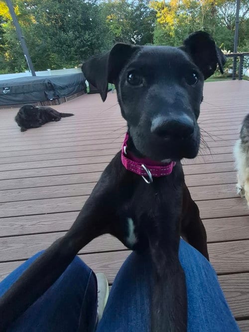 Photo of Azalea, adoptable Labrador Retriever in Holbrook, New York