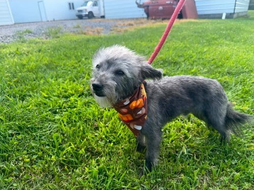 Photo of Teddy, adoptable Poodle (Miniature) in Westminster, Maryland