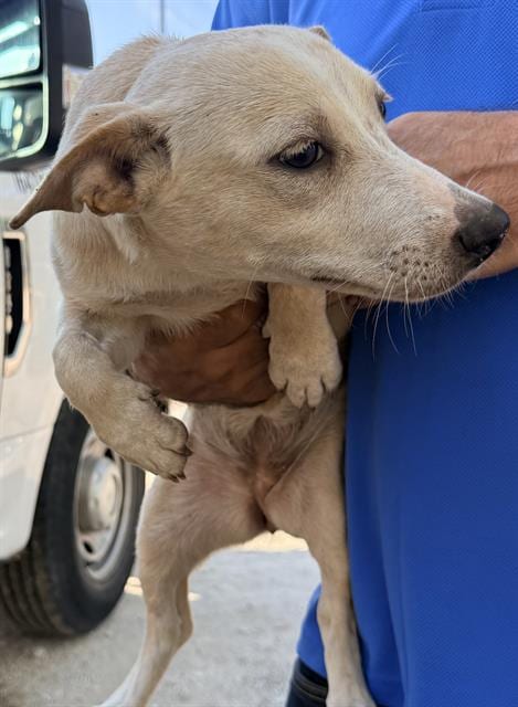 Photo of A825444, adoptable Chihuahua in San Antonio, Texas