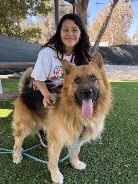 Photo of Teddy, adoptable German Shepherd Dog in Santa Barbara, California