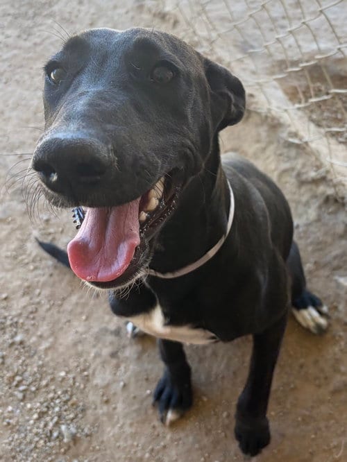 Photo of Everest (female), adoptable Labrador Retriever in San Diego, California