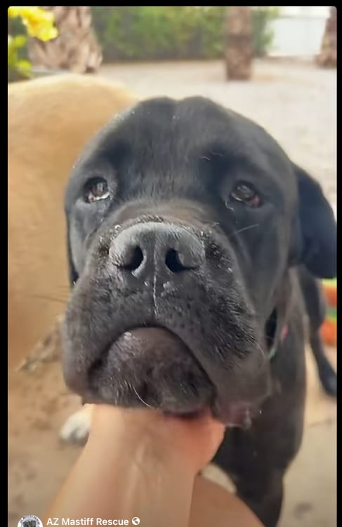 Photo of Todd, adoptable Mastiff in Goodyear, Arizona