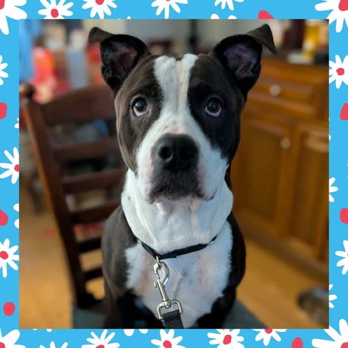 Photo of Dee Dee, adoptable Unknown breed in Uwchlan, Pennsylvania