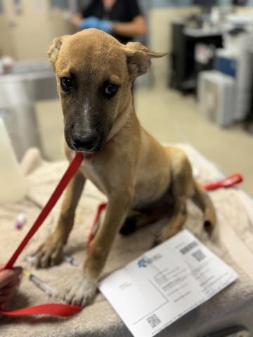 Photo of A1934642, adoptable German Shepherd Dog in Riverside, California