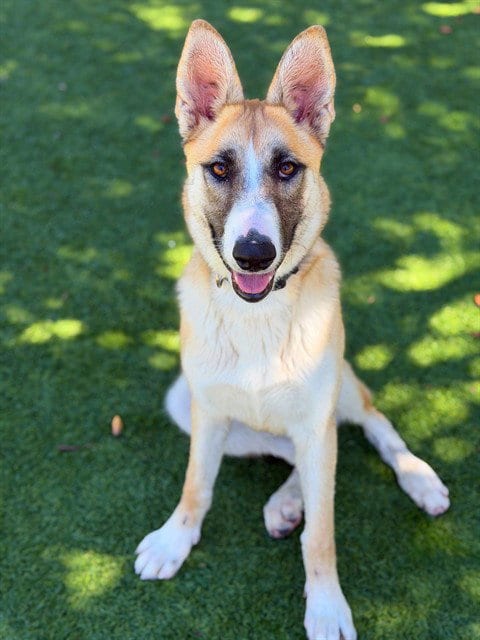 Photo of Nora, adoptable German Shepherd Dog in Agoura, California