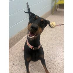 Photo of Arabella, adoptable Doberman Pinscher Jack Russell Terrier in Brighton, Colorado