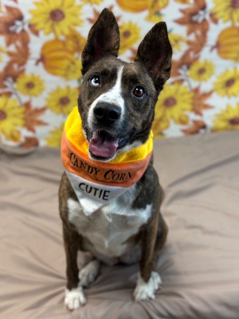 Photo of Kiwi, adoptable Australian Cattle Dog/Blue Heeler in Nacogdoches, Texas