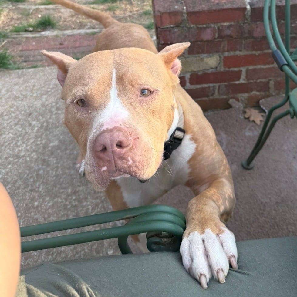 Photo of Daniel Boone, adoptable Mixed Breed (Medium) in St. Louis, Missouri