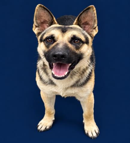 Photo of Chino, adoptable German Shepherd Dog in HESPERIA, California