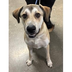 Photo of Django, adoptable Golden Retriever in San Antonio, Texas