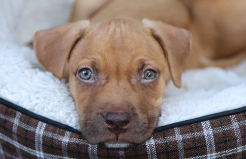 Photo of Zion, adoptable American Pit Bull Terrier in Raytown, Missouri
