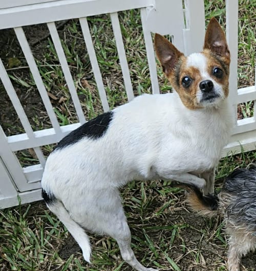 Photo of Penny in LA, adoptable Chihuahua in Cranston, Rhode Island