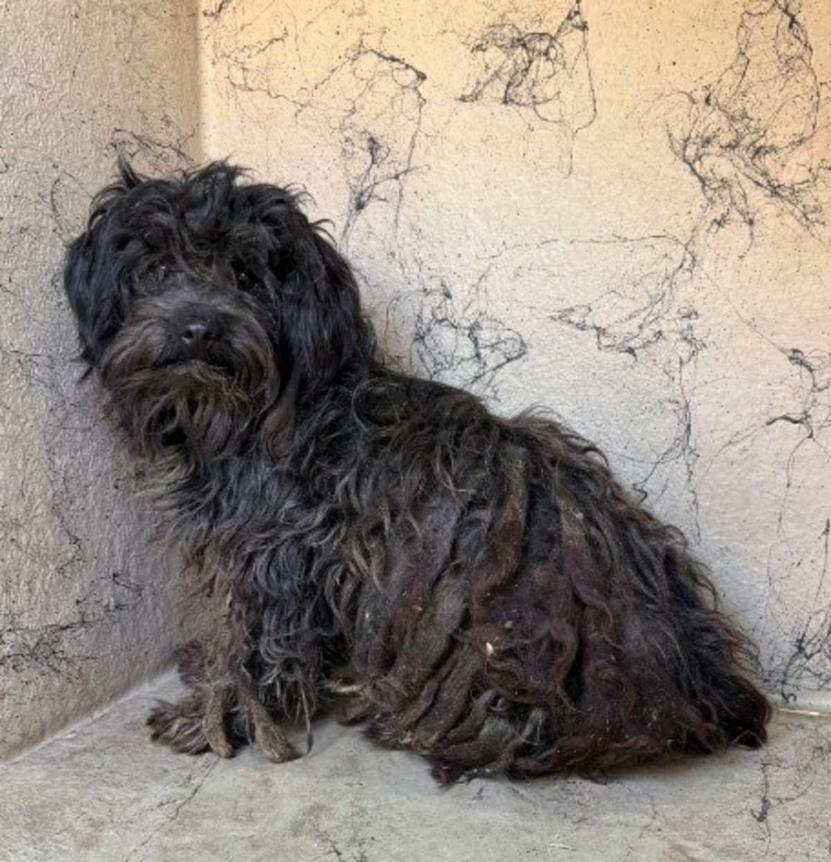 Photo of Bodie, adoptable Terrier (Unknown Type, Small) Poodle (Standard) in Porterville, California