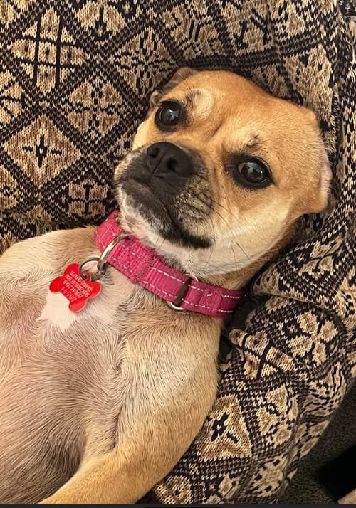 Photo of Luna, adoptable French Bulldog in San Diego, California
