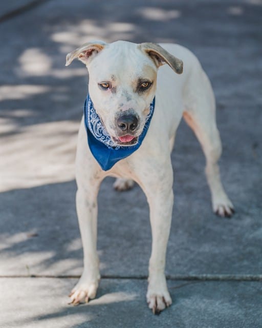 Photo of Bozes, adoptable Terrier mix in Miami, Florida