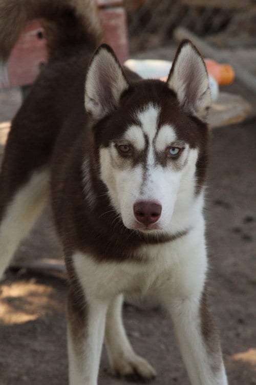 Photo of Arroz, adoptable Husky in El Centro, California