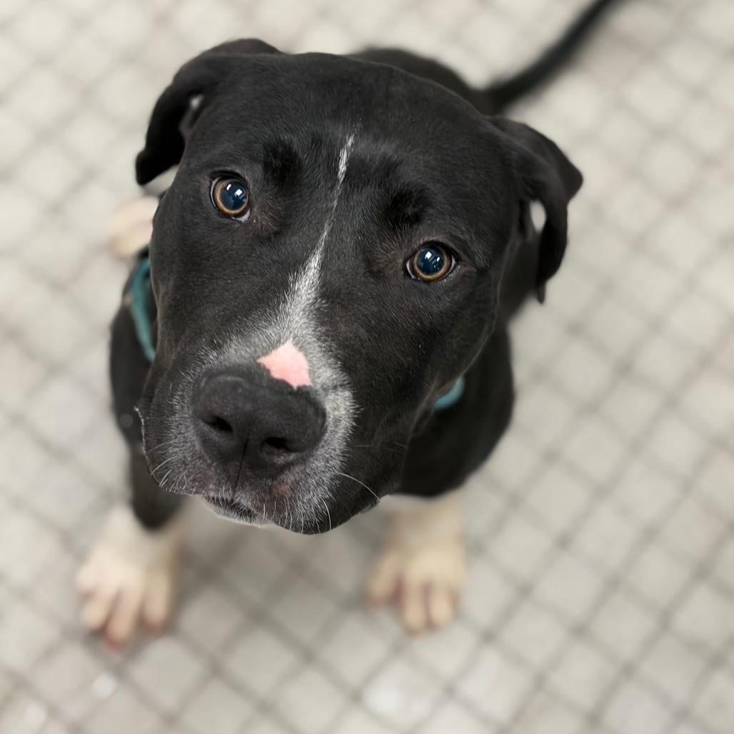 Photo of Mario, adoptable Mixed Breed (Medium)