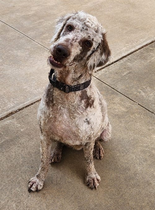 Photo of Journey, adoptable Poodle (Standard) in Clinton, Oklahoma