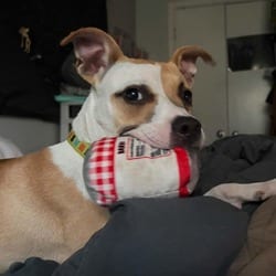 Photo of Noodle, adoptable Whippet Carolina Dog in Winchester, Virginia