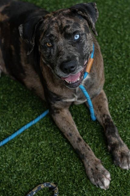 Photo of Patches, adoptable Catahoula Leopard Dog in Baytown, Texas