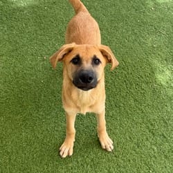 Photo of Hazel 1048, adoptable Shepherd (Unknown Type) Mixed Breed (Medium) in Loxahatchee, Florida