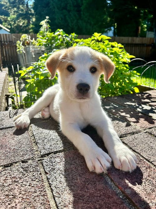 Photo of Nance (N Puppies), adoptable Great Pyrenees in Brewster, New York