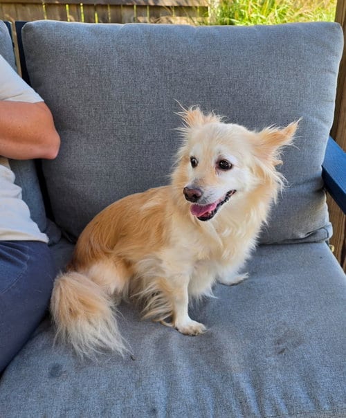 Photo of Angel, adoptable Chihuahua in Virginia Beach, Virginia