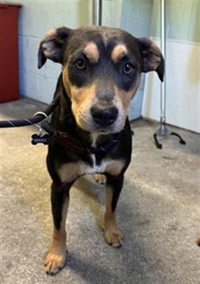 Photo of Brendi, adoptable Terrier in Sacramento, California