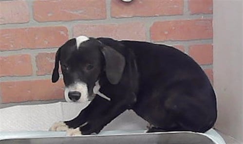 Photo of A2095964, adoptable American Staffordshire Terrier in Houston, Texas