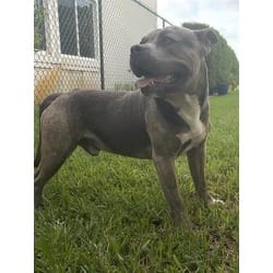 Photo of Simba, adoptable American Bulldog in Doral, Florida