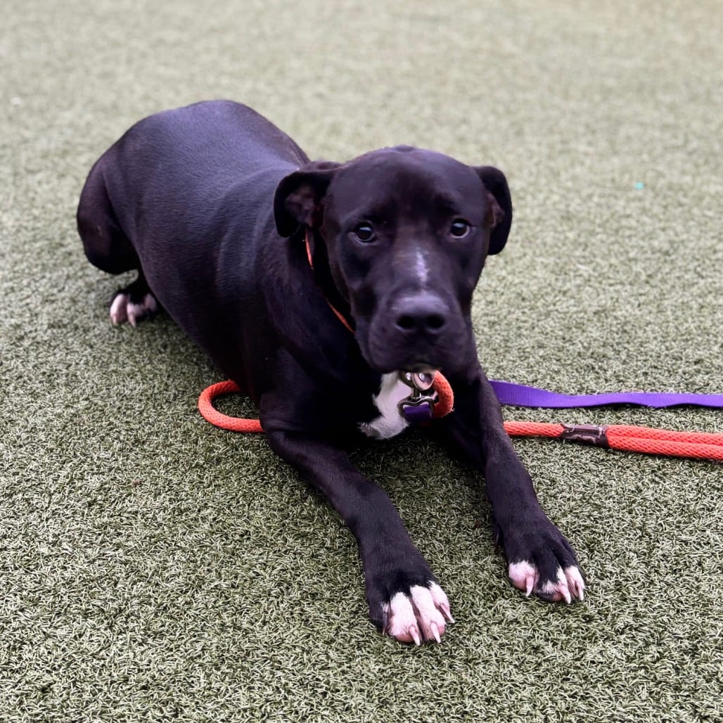 Photo of Rip, adoptable Terrier, Pit Bull / Mixed Breed (Medium) in Nashville, Indiana