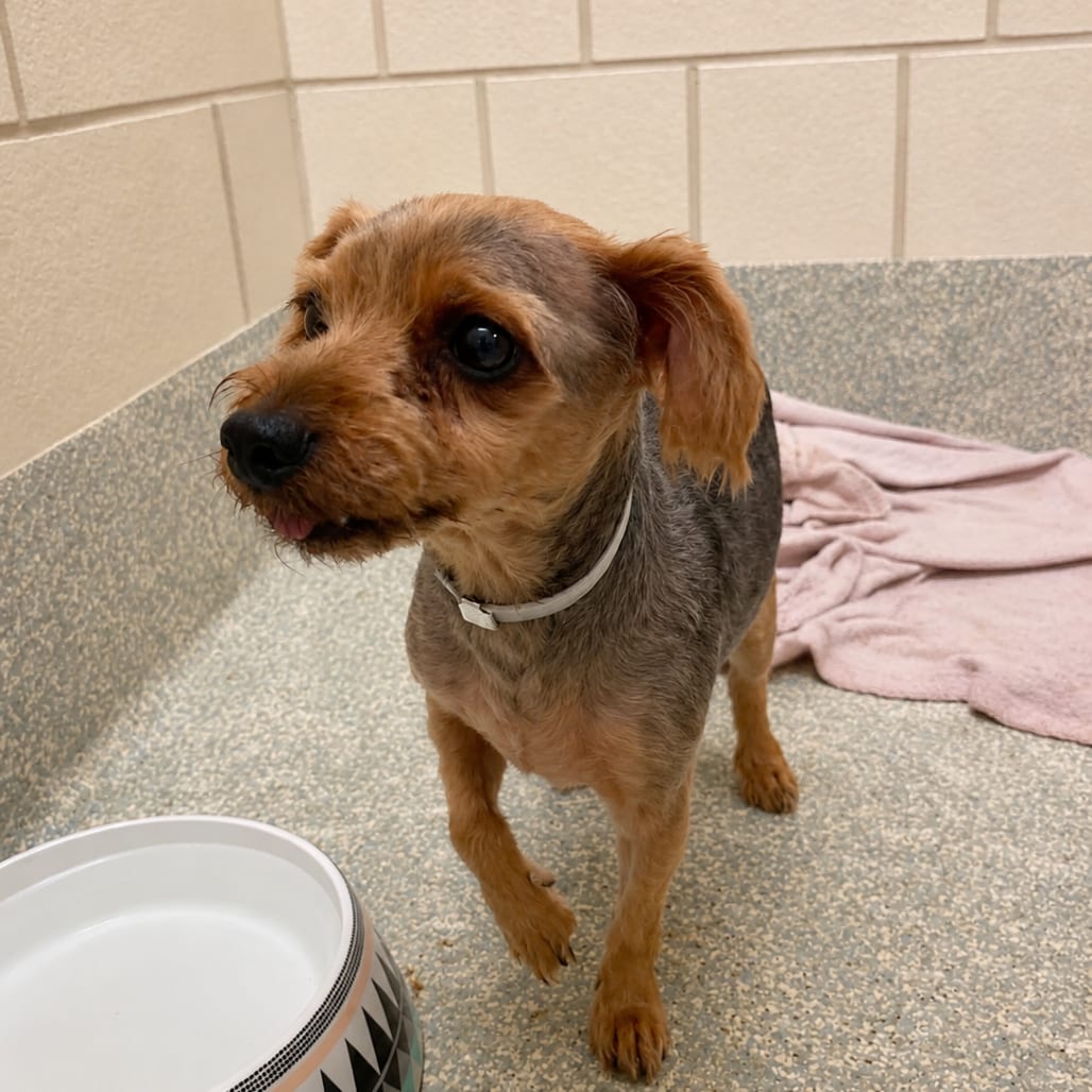 Photo of Nigel D12333, adoptable Terrier, Yorkshire, Yorkie in Princeton area, Minnesota