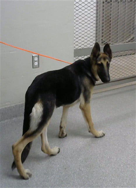 Photo of A188505, adoptable German Shepherd Dog in Pasadena, Texas