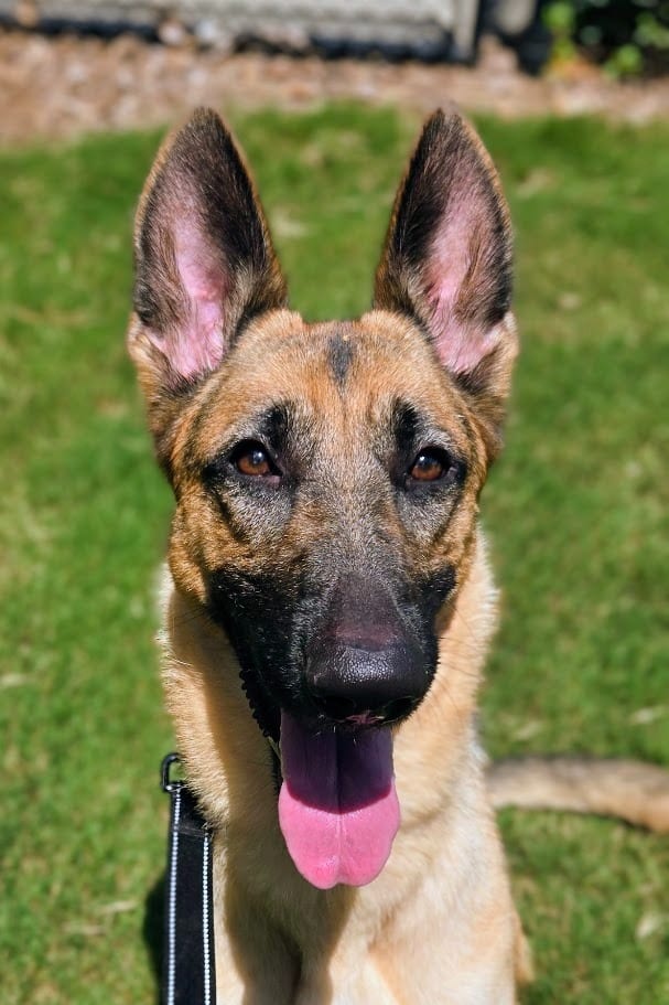 Photo of Princess, adoptable German Shepherd Dog in Douglasville, Georgia