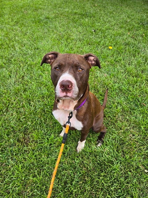 Photo of Manny B, adoptable Pit Bull Terrier in Holly Springs, North Carolina