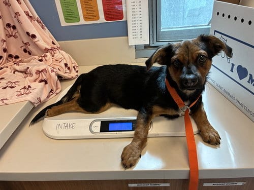 Photo of Bart, adoptable Beagle in San Jose, California
