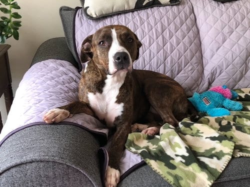 Photo of Luna B, adoptable Mountain Cur in Doylestown, Pennsylvania