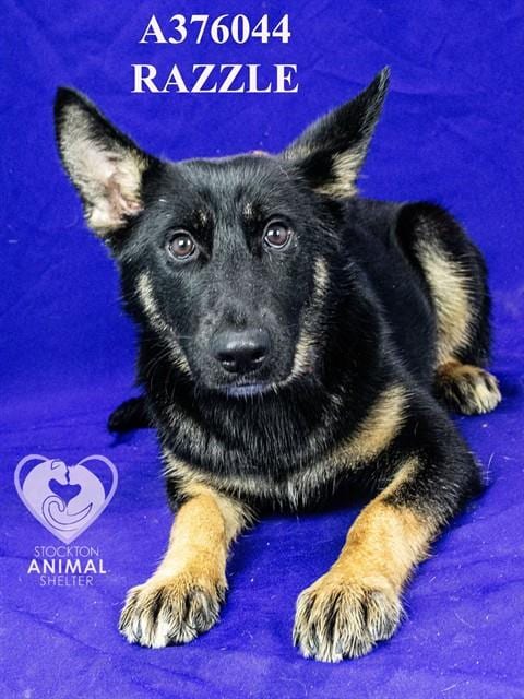 Photo of Razzle, adoptable German Shepherd Dog in Stockton, California