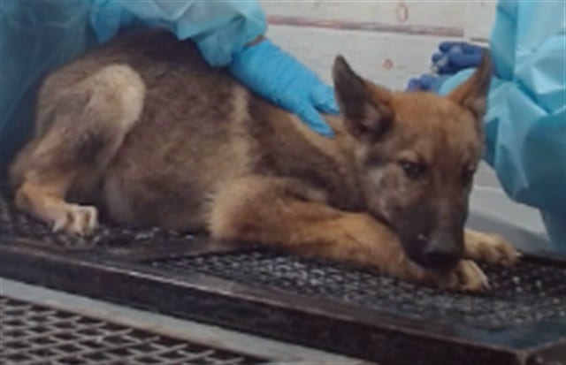 Photo of Senior Shepherd, adoptable Shepherd in Devore, California
