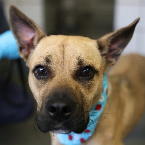 Photo of Mafalda, adoptable American Staffordshire Terrier in San Antonio, Texas