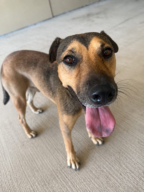 Photo of Maui, adoptable Shar Pei in MIDWAY, Utah