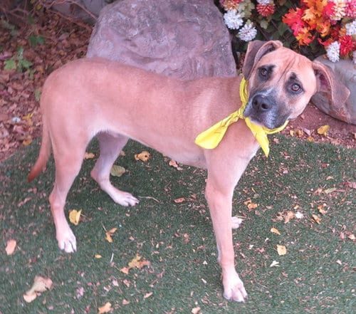 Photo of Jeremy, adoptable Hound in Oklahoma City, Oklahoma