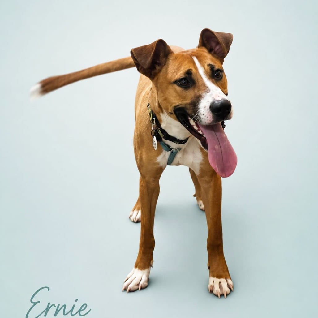 Photo of Bernie (fka Ernie), adoptable Collie, Smooth / Pointer, English in Potomac, Maryland