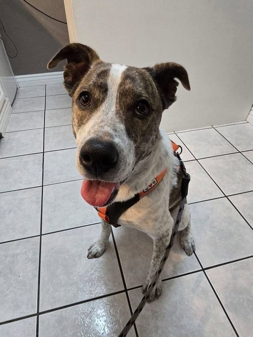 Photo of Piper FKA Alice, adoptable Pit Bull Terrier in OKLAHOMA CITY, Oklahoma