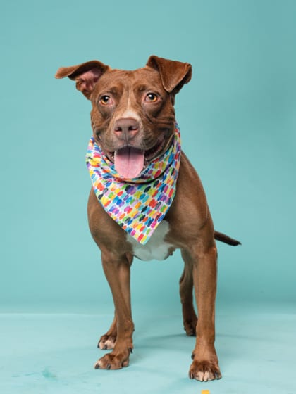 Photo of Clove, adoptable dog in Atlanta, Georgia