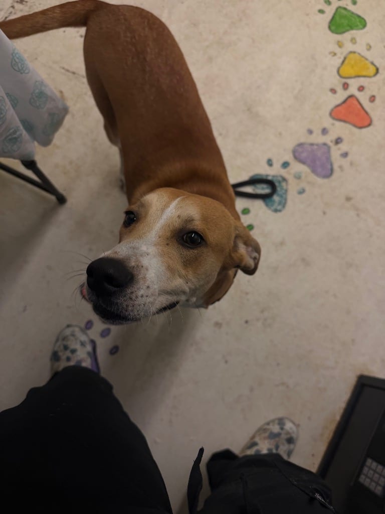 Photo of Moose, adoptable Mixed Breed in Chickamauga, Georgia