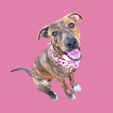 Photo of Lady, adoptable Pit Bull Terrier in Bakersfield, California